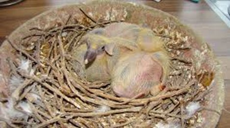 Jonge duiven in het nest