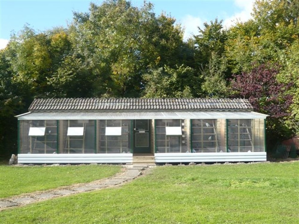 Duivenhok van Klaas Kroezen